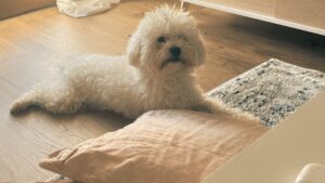 Vacanze con il Cane nel Montefeltro